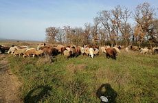 Животноводческие хозяйства Георгиевского округа готовы к зимовке скота
